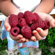 Саженец Малина Красный ангел в контейнере